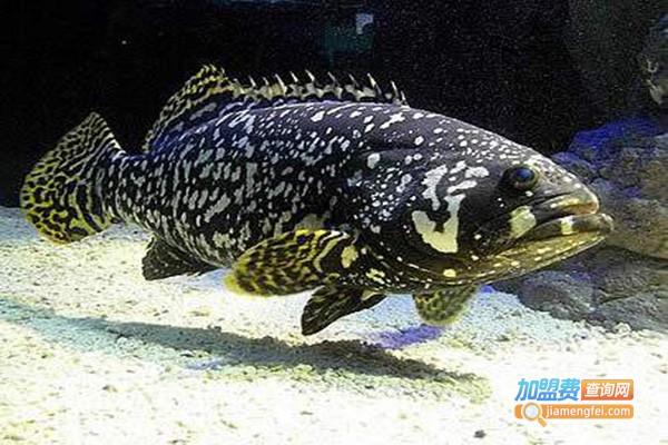 龙胆石斑鱼养殖