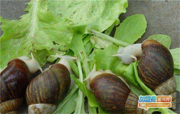 鲜乐园蜗牛养殖加盟费