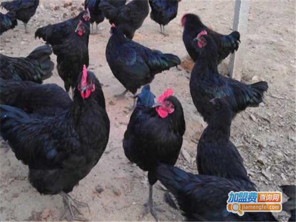 五黑鸡养殖加盟门店