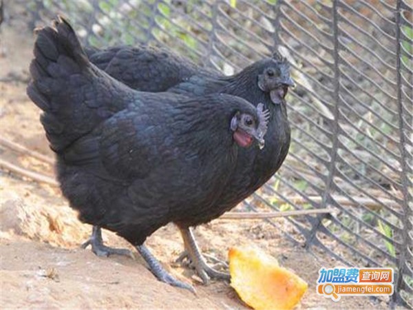 五黑鸡养殖加盟