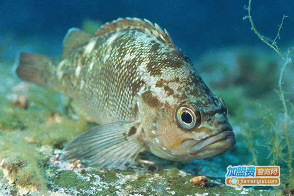 褐石斑鱼养殖加盟费