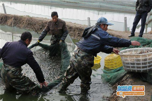 苏泽9号泥鳅养殖加盟