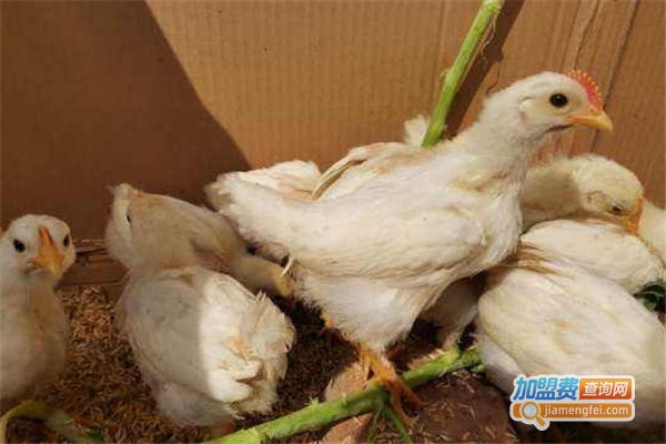 白羽鹌鹑养殖加盟