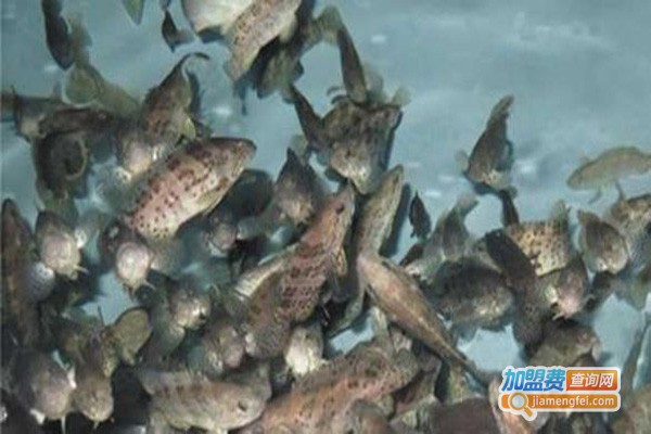 赤点石斑鱼养殖
