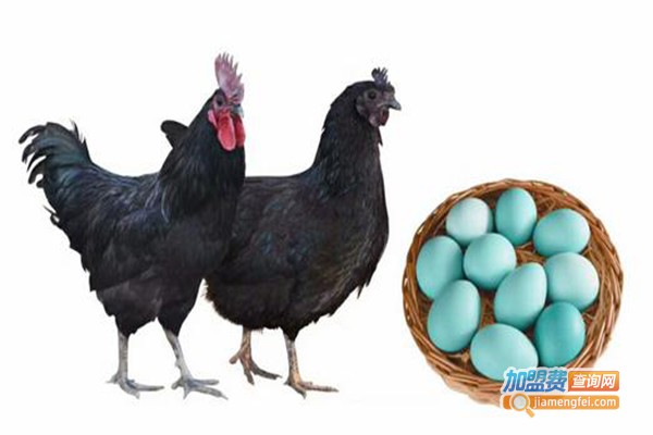 绿壳蛋鸡养殖加盟费