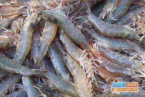 虾当家南美白对虾养殖加盟费