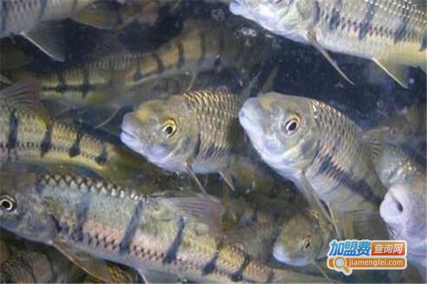 网纹石斑鱼养殖加盟