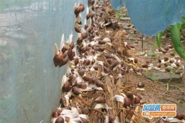 鑫希望白玉蜗牛养殖加盟费