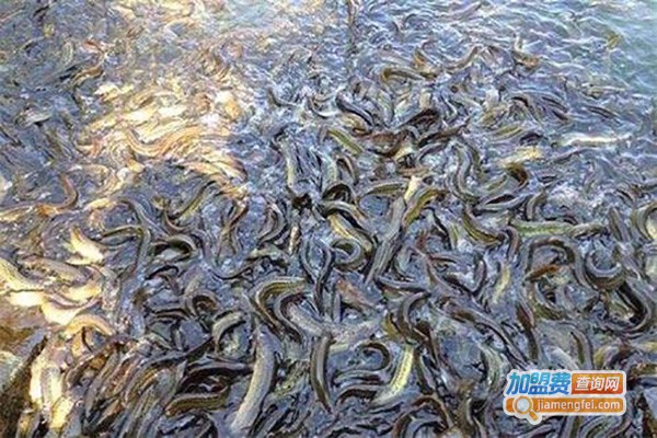 亿韩水产泥鳅养殖加盟费