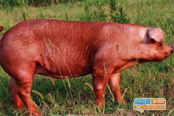 杜洛克猪养殖加盟费