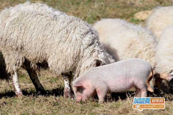 绵羊猪养殖加盟费