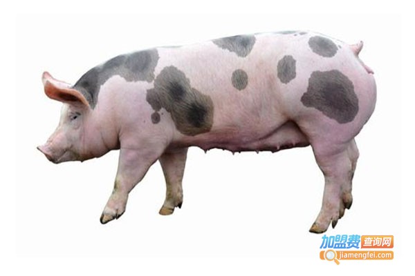 皮特兰猪养殖加盟