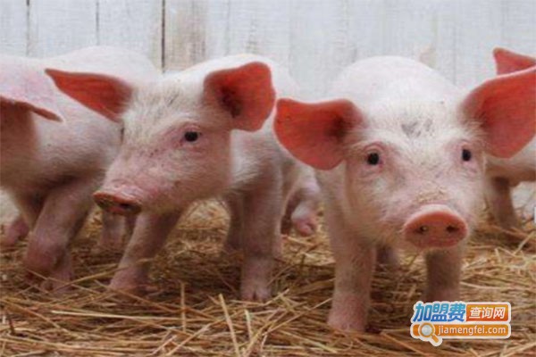 汉普夏猪养殖加盟