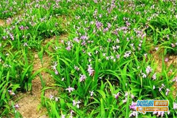 紫灵草白芨种植加盟费