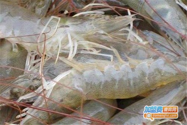 中农美科南美白对虾养殖加盟
