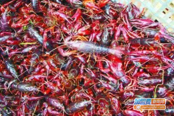 红富贵龙虾养殖加盟