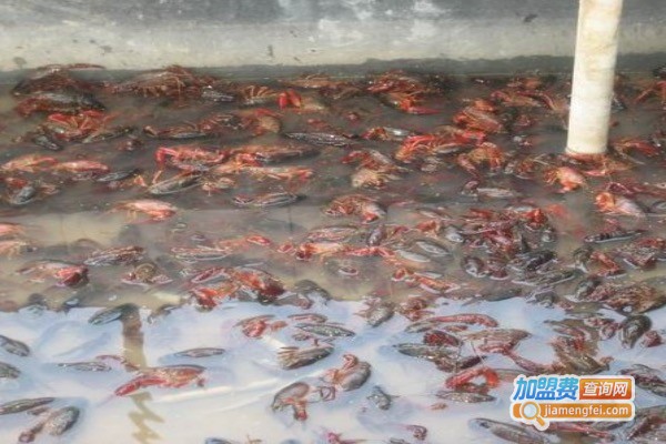 红富贵龙虾养殖