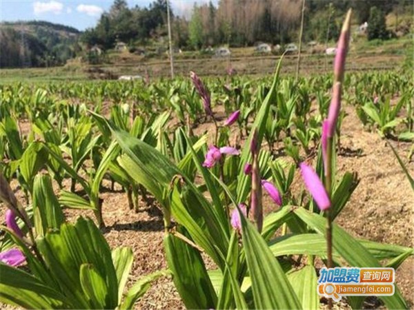百草源白芨种植