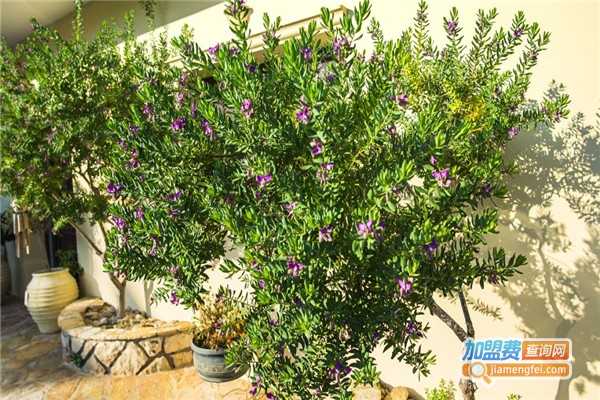 精创溢仿真植物造景加盟