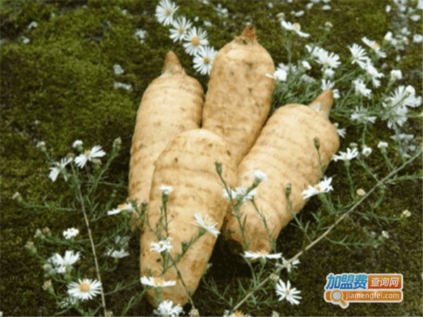 农普瑞生物天麻种植加盟费