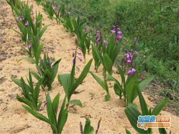 华东1号白芨黄精种植加盟门店