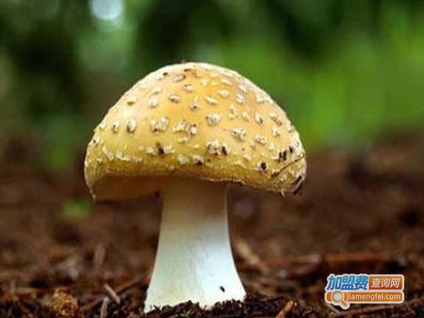 优菌派蘑菇种植