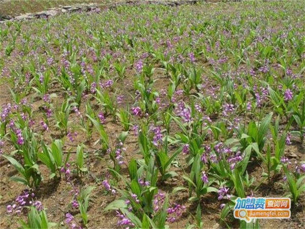 百草源白芨种植