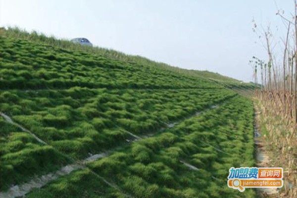 北京南山松种植加盟