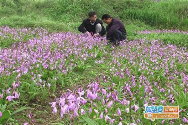 奇灵圣草白芨种植加盟