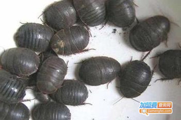 利民8号土元加盟