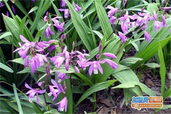 紫茎圣草白芨种植