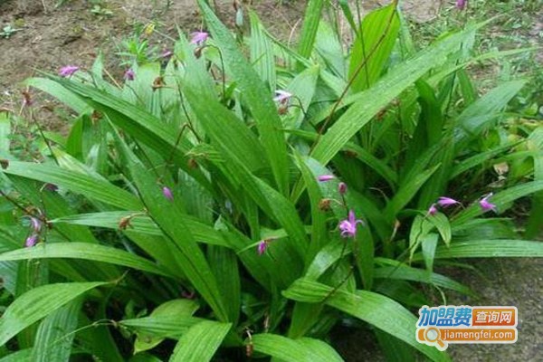 紫茎圣草白芨种植