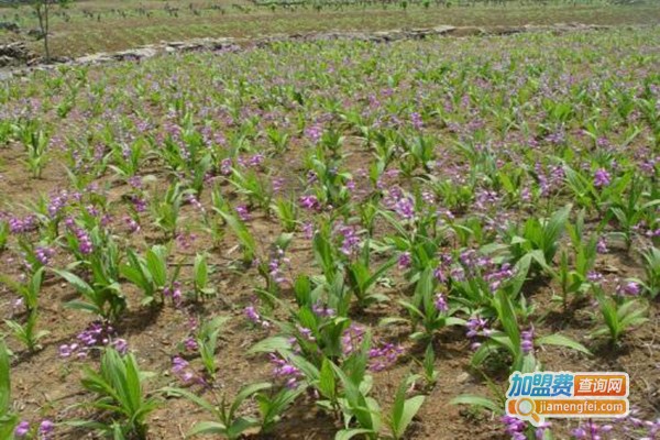佳种白芨重楼种植