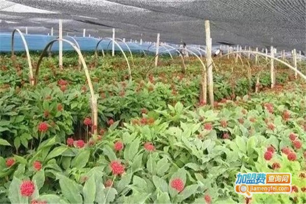 巴西珐菲亚太空人参