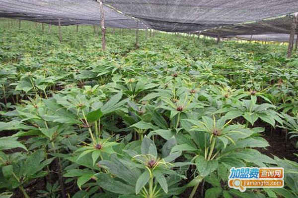 佳种白芨重楼种植加盟_开店加盟佳种白芨重楼种植，立马做老板！
