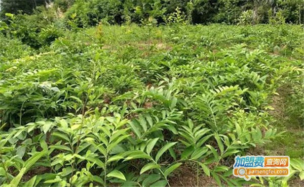 众农种植加盟