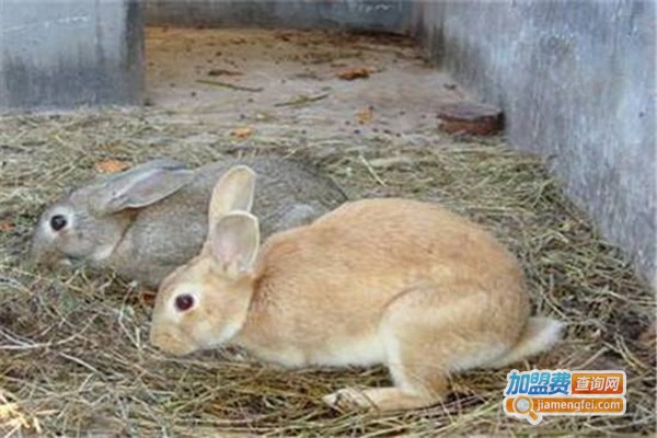 华南金兔养殖