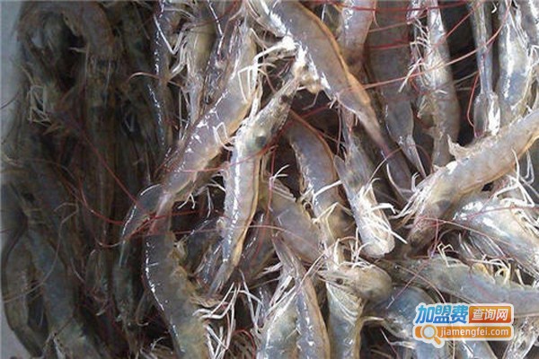 聚农湾对虾养殖
