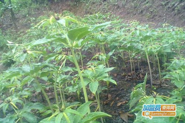佳种白芨重楼种植
