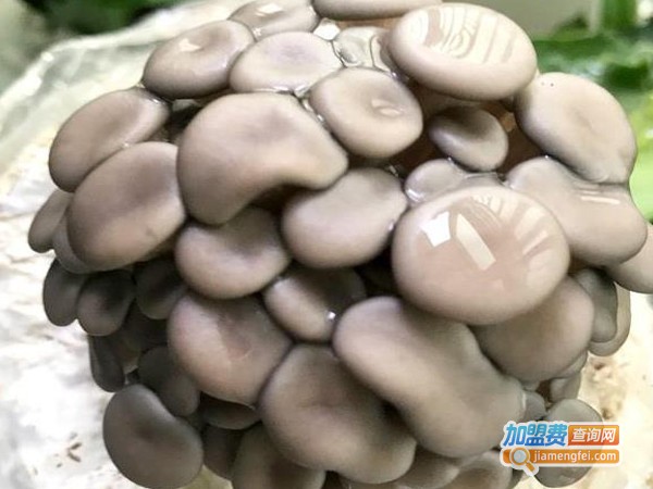 优菌派蘑菇种植