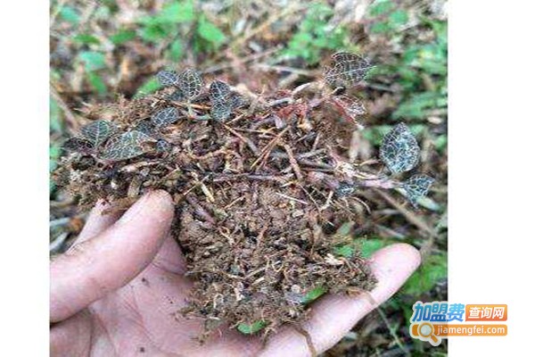 沃本农金线莲种植加盟