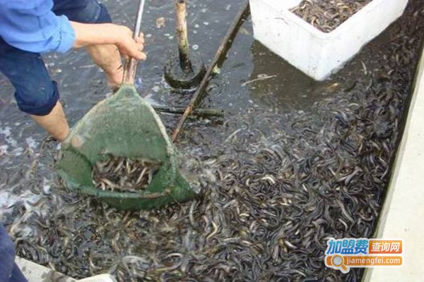 富贵特种水产鱼苗养殖加盟费