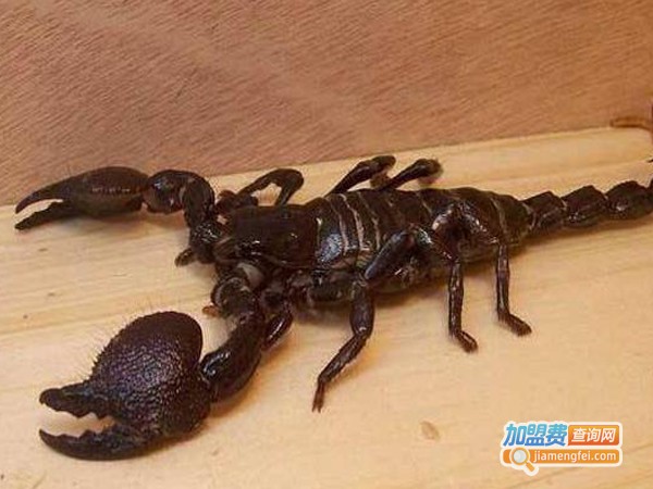 立富蝎子