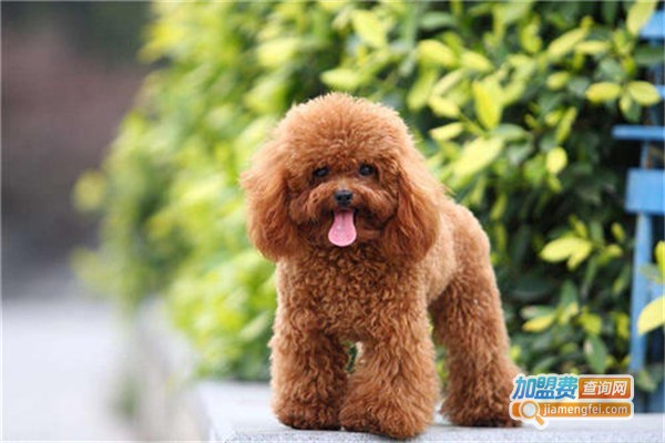 犬语者宠物训导馆