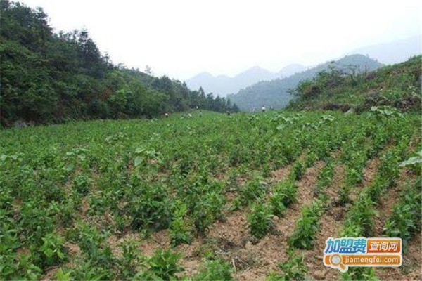育凯3号天麻加盟
