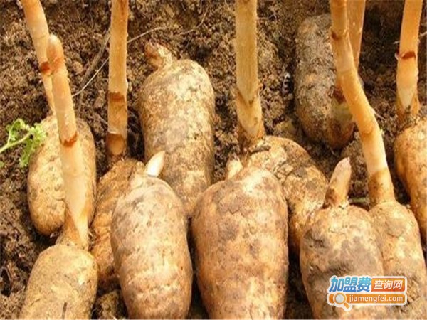 农富经天麻种植