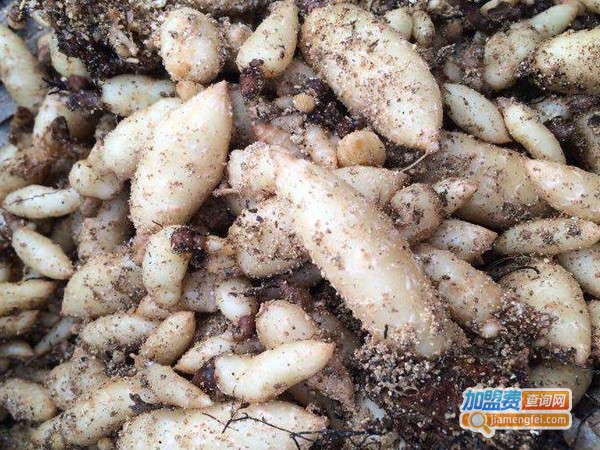 金航乌红杂交天麻加盟