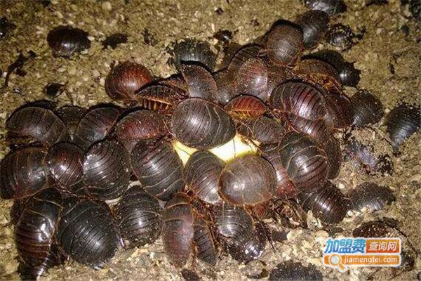 金鑫土元加盟费