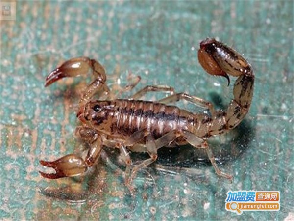 中农9号蝎子加盟门店