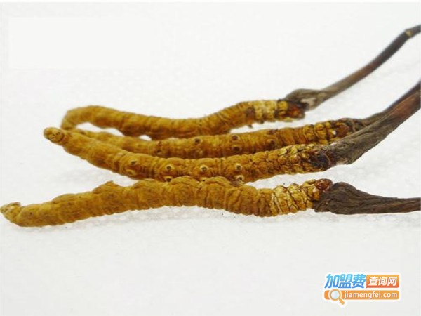西部虫草